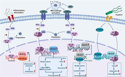 The JMJD Family Histone Demethylases in Crosstalk Between Inflammation and Cancer